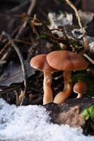 two mushrooms are sitting on the ground in the snow photo