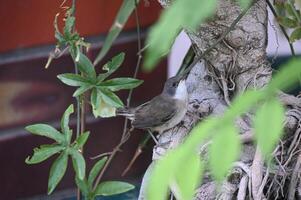 a small bird sitting on a tree branch photo