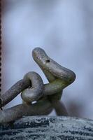 a close up of a chain and a metal object photo