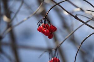 red berries on a branch in the winter photo