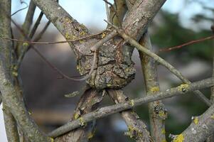 a knot on a tree branch with lichen on it photo