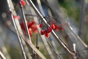 red berries on a bush with some twigs photo