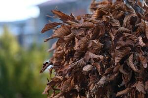 a dead tree with brown leaves in front of a building photo