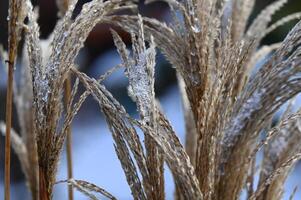 frost on the grass photo