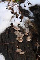 mushrooms growing on a tree stump in the snow photo