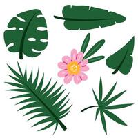 Tropical leaves. Exotic palm plants and flowers in a cartoon jungle. leaves of banana, philodendron, plumeria, and monstera are highlighted on a white background. set of leaves with a flower in middle vector