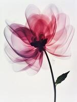 A flower with a long exposure is shown photo