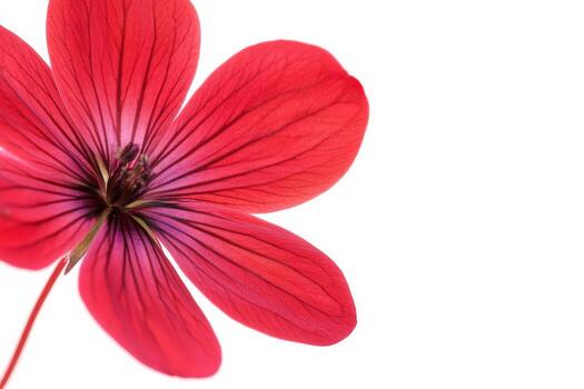 A red flower is shown on a white background photo