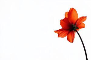 orange lily flower on white background. photo