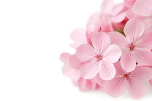 pink flowers isolated on white background photo