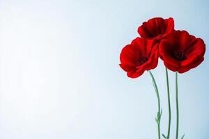 red poppy on a white background photo
