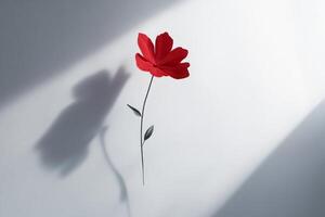 A red flower is on a white wall photo