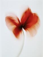 A blurred, Red heart-shaped red flower in motion against a white background photo