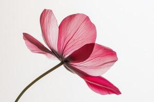 pink poppy flower on white background photo