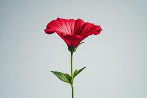 single red flower on a white background. photo