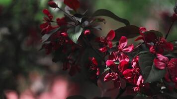 Spring background. Branch of crab apple tree with red flowers is in full bloom. video