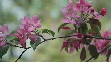 Spring background. Decorative apple tree with pink flowers is in full bloom. Macro shot. video