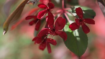 Spring background. Red blossom of crabapple tree. Macro shot. video