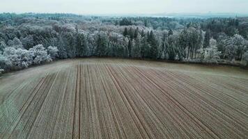 Aerial side view of frozen park and trees and field in Czechia in December 2024 video