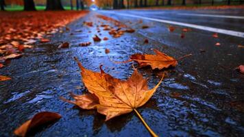 Fallen Leaves Scattered on a Wet Road During a Snowy Autumn Day in the Park photo