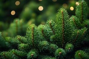 Luxurious Evergreen Pine Branches with Bokeh Lighting for Festive Holiday Decoration photo