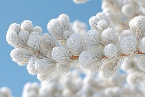 Winter Wonderland Snow-Covered Pine Branches on a Clear Blue Day photo