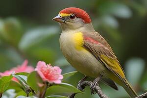 Colorful Finch Perched on Branch in Spring Garden Setting for Nature Photography photo
