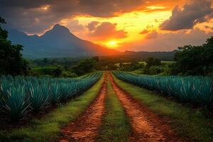 Sunset Over Agave Fields with Majestic Mountain Views for Nature Prints photo