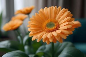 Vibrant Orange Gerbera Daisy in Soft Natural Light for Floral Design and Decor photo