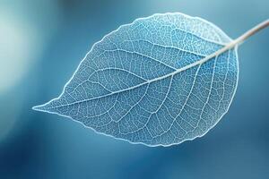 Close-up of translucent leaf showing intricate vein structure on blue background photo