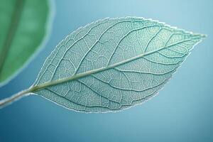 Close-up of translucent leaf showing intricate vein structure on blue background photo
