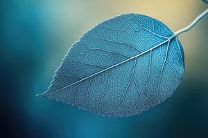 Close-up of translucent leaf showing intricate vein structure on blue background photo