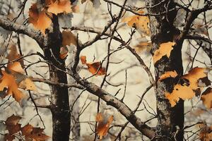 Camouflage pattern showing maple leaves and branches in autumn photo