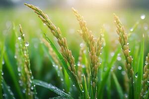 Close-up of rice stalks growing in paddy field with dew drops photo
