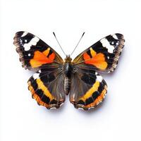 Colorful butterfly displaying vibrant wings in a natural setting under bright lighting photo