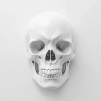 Detailed human skull model displayed against a white background for educational and artistic purposes photo