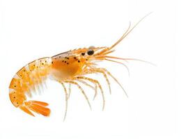 Detailed close-up of a vibrant orange shrimp against a white background showcasing its unique features and textures photo