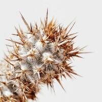 Unique close-up view of a spiky cactus plant showcasing its intricate texture and natural beauty in a minimalistic setting photo