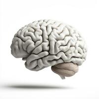 Realistic 3D illustration of a human brain floating in a minimalist setting photo