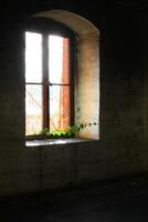 Ruined window letting ivy vine grow into the building photo