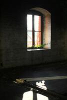 Ruined window letting ivy vine grow into the building, light patches are on the floor photo
