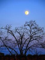Tree silhouette and full moon behind a row of pinnacles photo