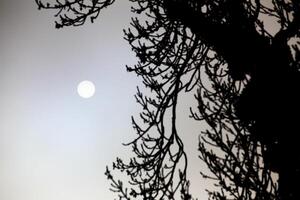 Sun behind dense mist with backlit tree in foreground photo