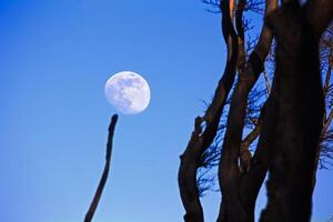 Moon on blue sky, touched by a branch of a tree photo