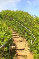 Simple steps leading up on a mountain in Germany through shrubbery photo