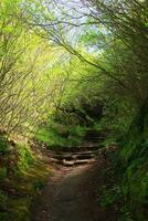 Dark and mysterious forest path with stone steps photo