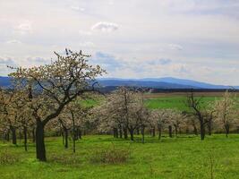 Blossoming cherry tree orchard near the Harz mountains in Germany photo