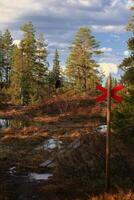 Planks leading through swamp a red cross as trail marking in northern Sweden photo