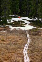 Planks leading through bog in northern Sweden, snow is blocking the way photo