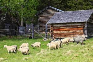 Herd of sheep in front of farm buildings photo